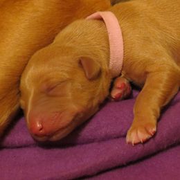 Pharaoh Hound Puppies from Du Ciel Pharaoh Hounds