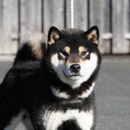 Sumichi - Shiba Inu