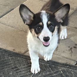 Dessi Triple Clear 1000 - Black and white female American Corgi puppy in Scottown, Ohio from Wyndy Ridge Corgis