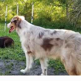 Gem - Australian Shepherd