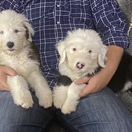 Old English Sheepdog Puppies from Heavinly Blessings Farm Pups - Old English Sheepdog Puppies