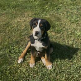 Grey boy - Black, white and red male Greater Swiss Mountain Dog puppy in Woodland, Washington from Woodland Swissie’s