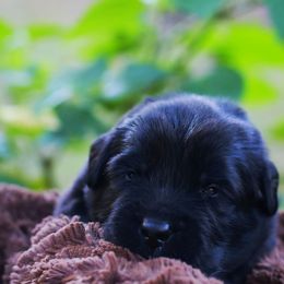 Siren - Black female Newfoundland puppy in Madison, Wisconsin from Riddle Family Newfoundland