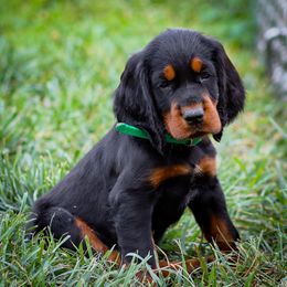 Green - Black and tan male Gordon Setter puppy in Gordonville, Pennsylvania from Blue Ribbon Setters