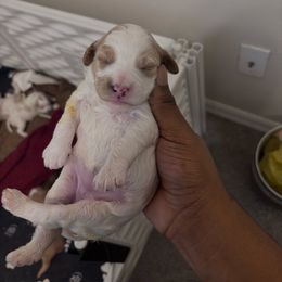 Purple female - Parti female Goldendoodle puppy in Fort Myers, Florida from Gandy’s Tails of Joy