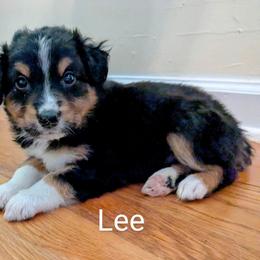 Aussiedoodle, Australian Shepherd, and Golden Retriever Puppies from Hope & Joy Acres