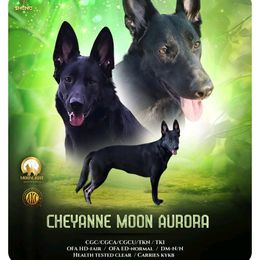 Cheyenne - German Shepherd