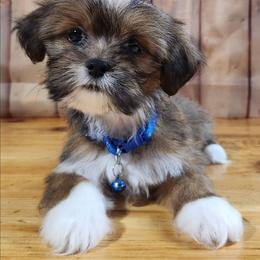 Castle - Red male Lhasa Apso puppy in Jefferson, New York from Absolute Lhasa Love