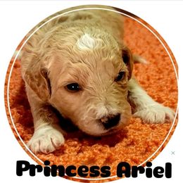 Goldendoodle Puppies from Magical Goldendoodles of Pioneer Valley, MA