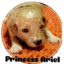 Goldendoodle Puppies from Magical Goldendoodles of Pioneer Valley, MA