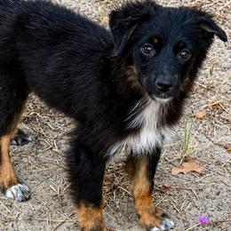 Cherry - Black tri female Miniature Australian Shepherd puppy in Iola, Texas from MK Aussies