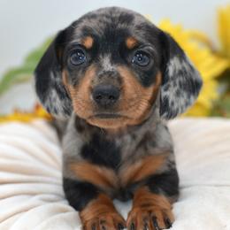 Millie AKC - Dapple female Dachshund puppy in Coweta, Oklahoma from Sunnyside Dachshunds