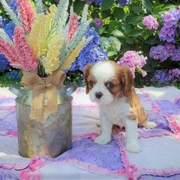 Cavalier King Charles Spaniel Puppies from Pleasant Meadows