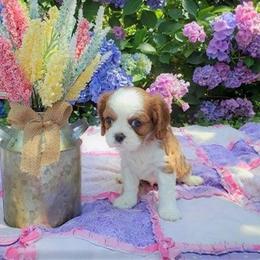 Cavalier King Charles Spaniel Puppies from Pleasant Meadows