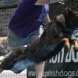 Belgian Malinois, Dutch Shepherds, and Working Dog Crosses from Wendy's Belgians and Dutch Shepherds