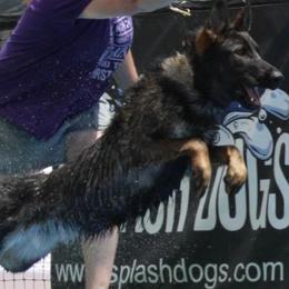 Belgian Malinois, Dutch Shepherds, and Working Dog Crosses from Wendy's Belgians and Dutch Shepherds