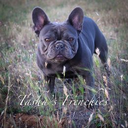 Stella - French Bulldog