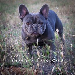Stella - French Bulldog