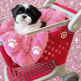 Shichon and Shih Tzu Puppies from Angie’s Teddy Bear Puppies Minnesota