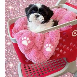 Shichon and Shih Tzu Puppies from Angie’s Teddy Bear Puppies Minnesota