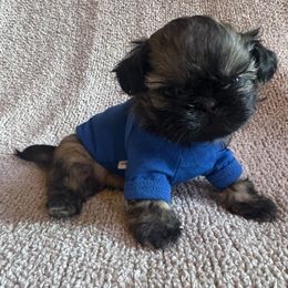 Maxwell - Gold male Shih Tzu puppy in Big Sandy, Texas from Heart and Soul Shih Tzu