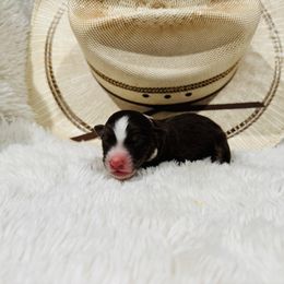 'Marian' - Red tri-color female Australian Shepherd puppy in Durand, Wisconsin from Larson’s Legacy Aussome Aussie Kennels