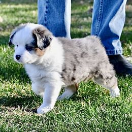 Fern - Blue merle female Toy Australian Shepherd puppy in Bristow, Iowa from Pine Ridge Toy Aussies