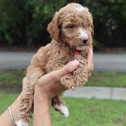 Bourbon - Red  male Goldendoodle puppy in Palmetto Bay, Florida from SOMIDOODLES
