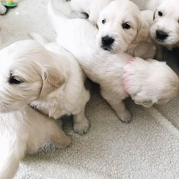 Golden Retriever Puppies from A Golden Paradise