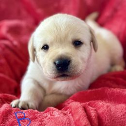 Blue Collar - Labrador Retriever puppy from Southern Sunshine Labradors