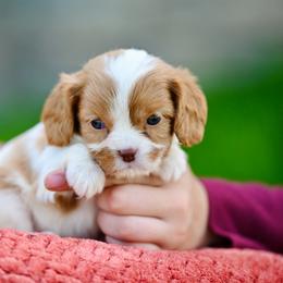 Bashful - Blenheim male Cavalier King Charles Spaniel puppy in Sugarcreek, Ohio from Chocolate Cavalier