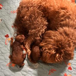 Goldendoodle puppies from Lynes of Doodles