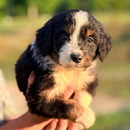 Bear - Black tri-color male Aussiedoodle puppy in Eastman, Georgia from Dood B Ranch