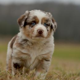 Fletcher - Red merle male Miniature Australian Shepherd puppy in Hartman, Arkansas from Southern Edition Aussies