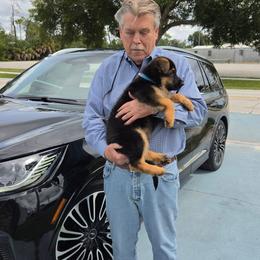 Light Blue - Black and red male German Shepherd puppy in Spring Hill, Florida from Iron Crest Shepherds