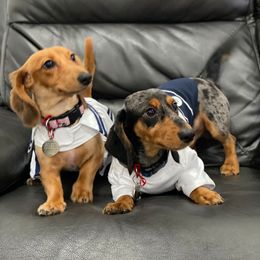 Dachshund All Grown Up from Briana's Dachshunds