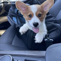 Pembroke Welsh Corgi Puppies from G & H Corgis