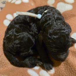 Light Blue  collar Boy 6 - Black male Poodle puppy in Nottingham, Maryland from A & A Pinedale Standard Poodles