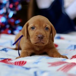 Valor - Golden rust male Vizsla puppy in Bloomington, Indiana from Envizion