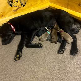 Dilute Retriever and Labrador Retriever Puppies from Megans Labradors