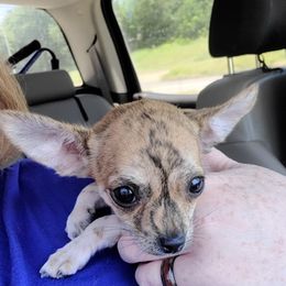 Chihuahuas from B & L Kennels