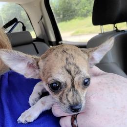 Chihuahuas from B & L Kennels