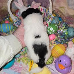 Girl 2 - White black and tan female Papillon puppy in Forest City, North Carolina from Eastern Papillions