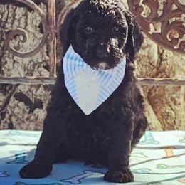 Double Doodle, Goldendoodle, and Labradoodle Puppies from The Doodle Ranch-California