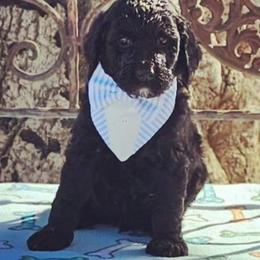 Double Doodle, Goldendoodle, and Labradoodle Puppies from The Doodle Ranch-California