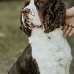 English Springer Spaniels from Southern Sky Springers