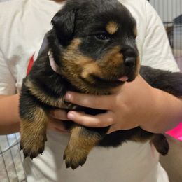 Pink - Black and mahogany female Rottweiler puppy in Massachusetts from Von Gogginhaus Rottweilers