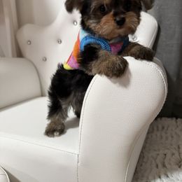 Autumn reserved going to charlotte North Carolina - Tri-color female Yorkipoo puppy in Fredericktown, Missouri from Doodle Pups Fur-Ever