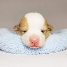 American Corgi and Pembroke Welsh Corgi Puppies from Whimsical Treasure Corgis