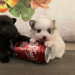 Pomeranian Puppies from POMS USA